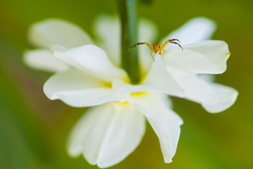 yellow spider on narcissus