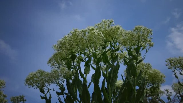 Herbaceous plant against the sky and sun