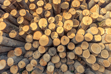 Sawed trees stacked one on another.