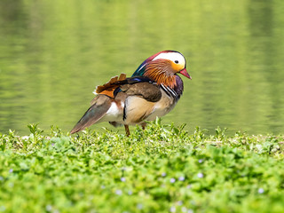 Mandarin duck (Aix galericulata)