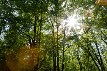 Obraz premium Forest