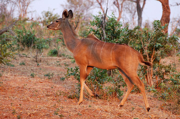 Wonderful Antelope in the savannah of Botswana