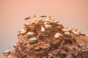 Wild migrating gannets in island Helgoland at sunset, Germany
