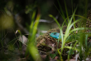 Lézard vert
