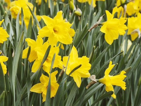 Yellow Daffodils (Narcissus) flowers