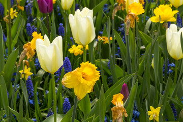 Obraz premium Flower