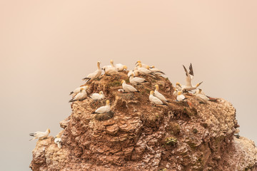 Wild migrating gannets in island Helgoland at sunset, Germany