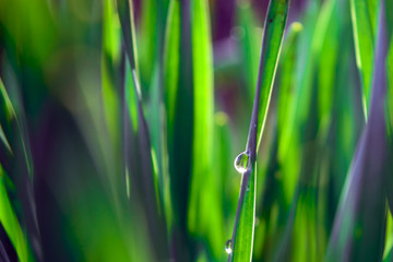 Spring green grass in the sunshine with a drop of dew. Abstract natural background.