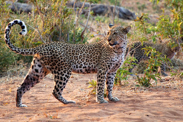 Fototapeta na wymiar Beautiful Leopard with her baby in the savannah of Namibia