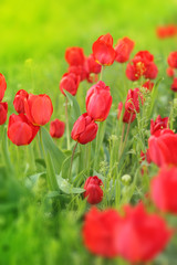 Red tulips flowers on a background of green grass closeup