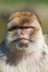 Barbary ape