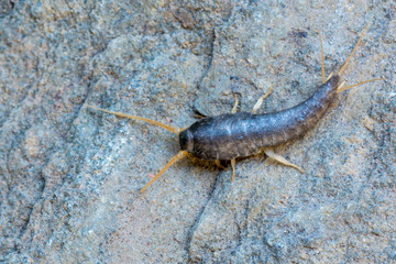 Silverfish - Lepisma saccharina