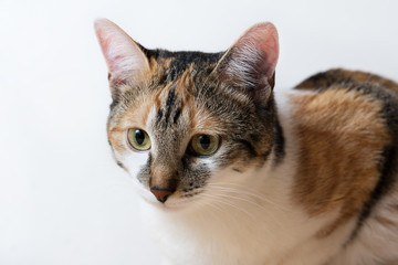 tricolor cat on a light background