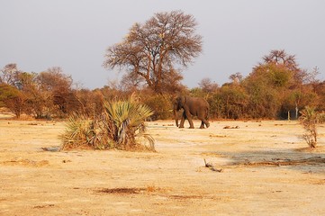Lonely Elephant in the savannah of Botswana