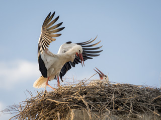 Adult white stork (Ciconia ciconia) feeding its chick - 151082591