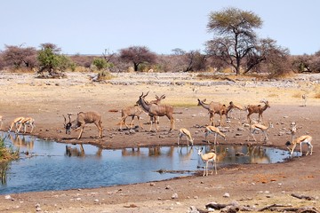 Fototapeta na wymiar Request at the waterhole in the Etosha National Park