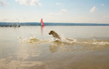 Heller Labrador springt in See