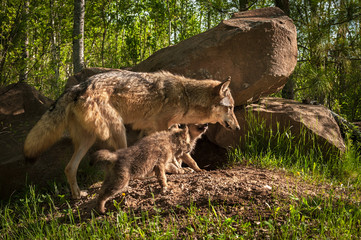 Grey Wolf (Canis lupus) Pup Chase After Adult