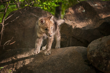 Grey Wolf (Canis lupus) Pup Looks Right from Atop Rock