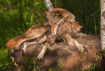 Grey Wolf (Canis lupus) Holds Pup
