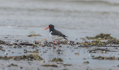vögel am meer