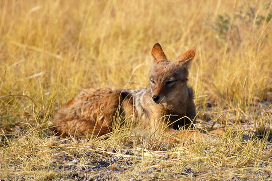 Resting Jackal in the Etosha National Park in Namibia