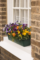 Colorful beautiful violets are growing in a flower pot on the windowsill outside. We can see lovely white curtains inside.  English lifestyle.