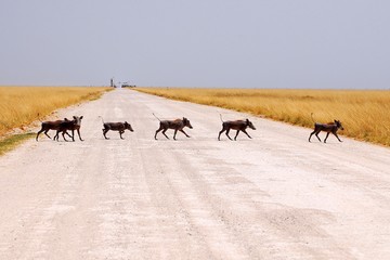 Warthog family crossing the road in the Etosha National Park in Namibia