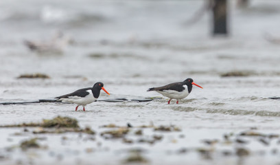 Austernfischer pärchen