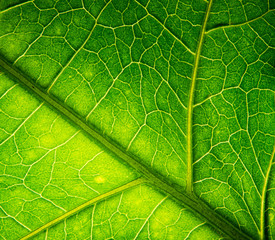 leaf texture