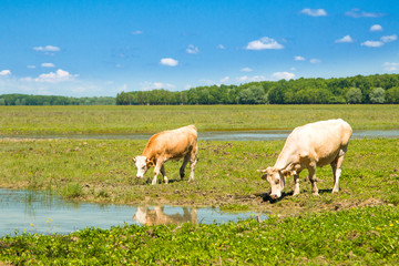 Obraz premium Cows on water trough in nature park Lonjsko polje, Croatia 