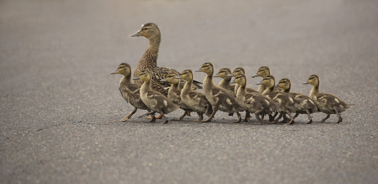 Mama Duck and twelve ducklings crossing the street