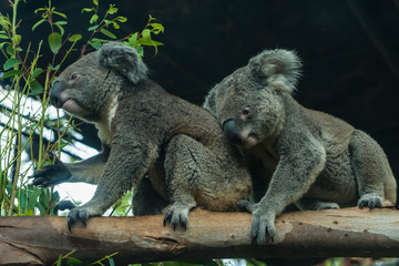 Two Koalas are playing with each other on the branch.