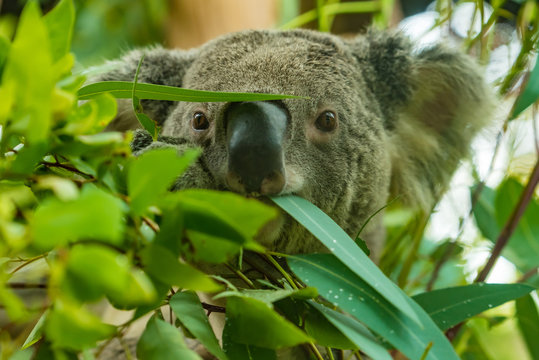 Koala is eating young eucalypt leaf.