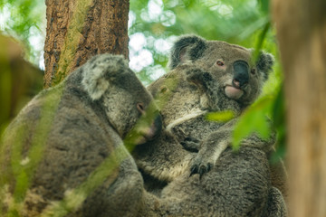 Koala mother is carrying her baby on the tree.