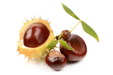 Chestnuts on a white background
