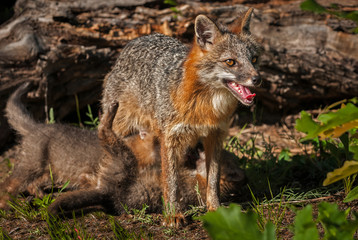 Grey Fox Vixen (Urocyon cinereoargenteus) with Kits Beneath Her