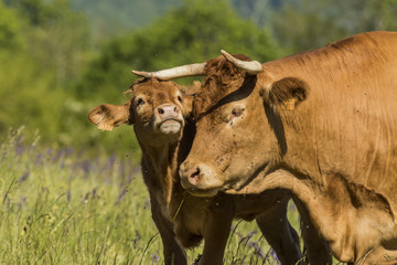 Vaches de Chartreuse - Isère.