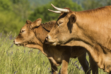 Vaches de Chartreuse - Isère.