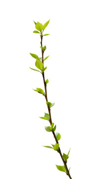 Branch of a poplar with the first foliage isolated on a white background.
