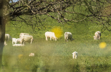 Vaches de Chartreuse - Isère.