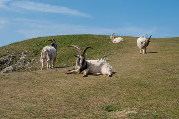 Mountain goats in a summer's field