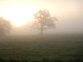 foggy morning with shining sun
