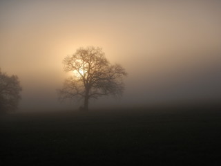 Fototapeta na wymiar foggy morning with shining sun