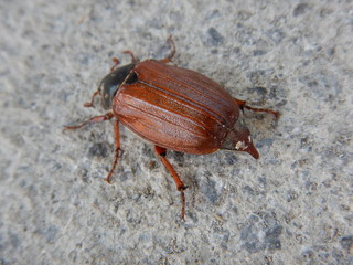 macro detail of a big beetle
