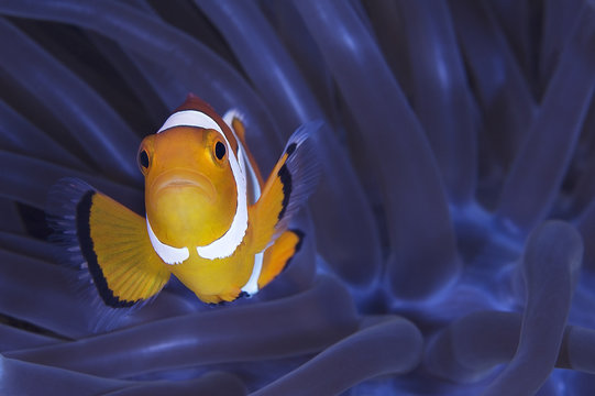 Pesce Pagliaccio