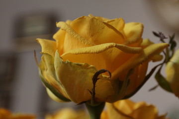 Composition "Yellow roses" with elements of macro./Composition with yellow roses: one flower and several flowers in a bouquet.