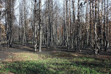 Obraz premium Burnt Scots pine forest in the spring