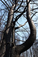 Burnt Scots pine (Pinus sylvestris) in the spring