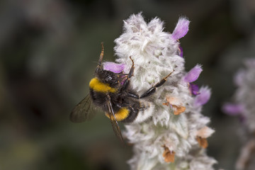 Hummel